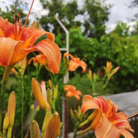 Pensión Mali Raj Vrnjačka Banja